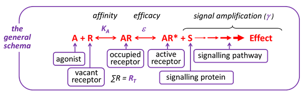 Agonist Chart