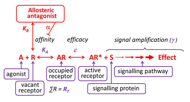 Affinity Chart